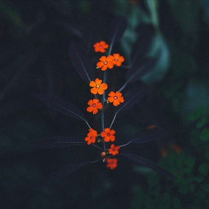 兽皇videosfree另类
