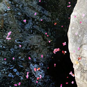 兽皇videosfree另类
