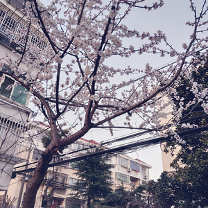 兽皇videosfree另类
